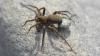 Pardosa sp.